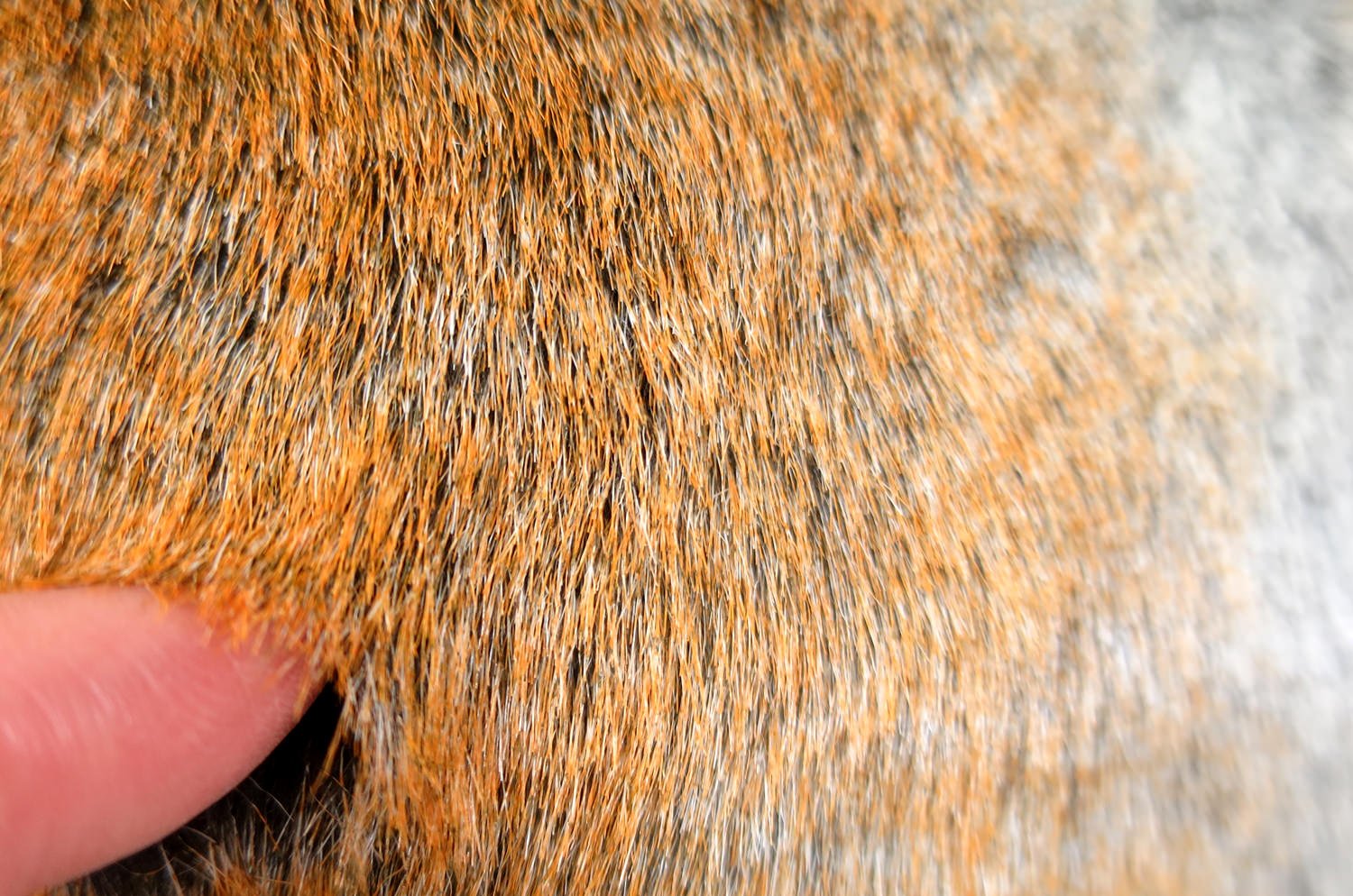 The EcoFur チンチラ オレンジグレー エコファー横長クッション 60×36cm 中材付 - HOUSE OF JAPAN Shop